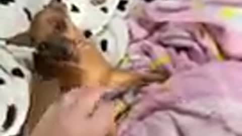 SEU CACHORRO NÃO GOSTA QUE PEGUE EM ALGUM LUGAR DELE?