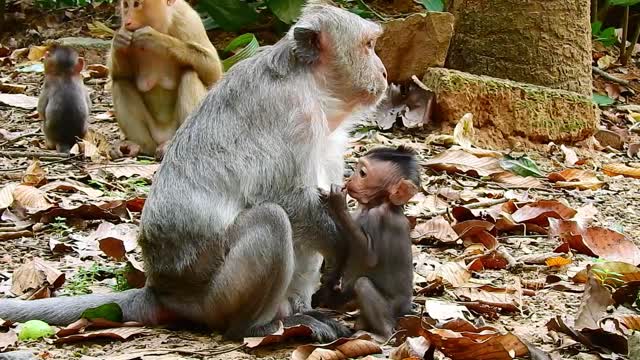 Funny Animal# baby love mom#45# love animal.