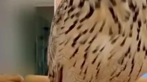 Funny animals,Don't forget to like, comment and subscribe