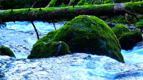 Nature Sounds ♬♬ with water sounds || Nature Discovers.......#shorts #naturesounds #natureshorts
