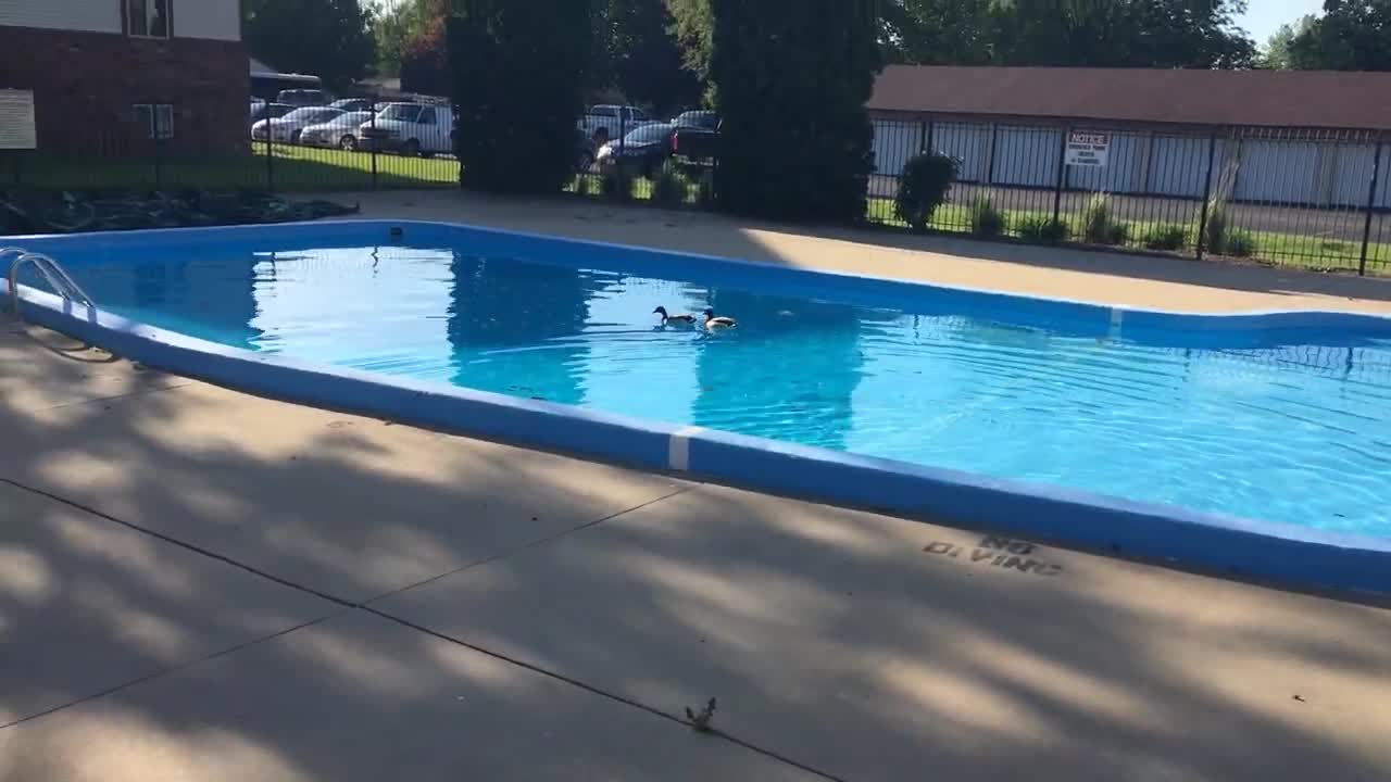 Ducks take over pool during lockouts! Cute! Set to music.