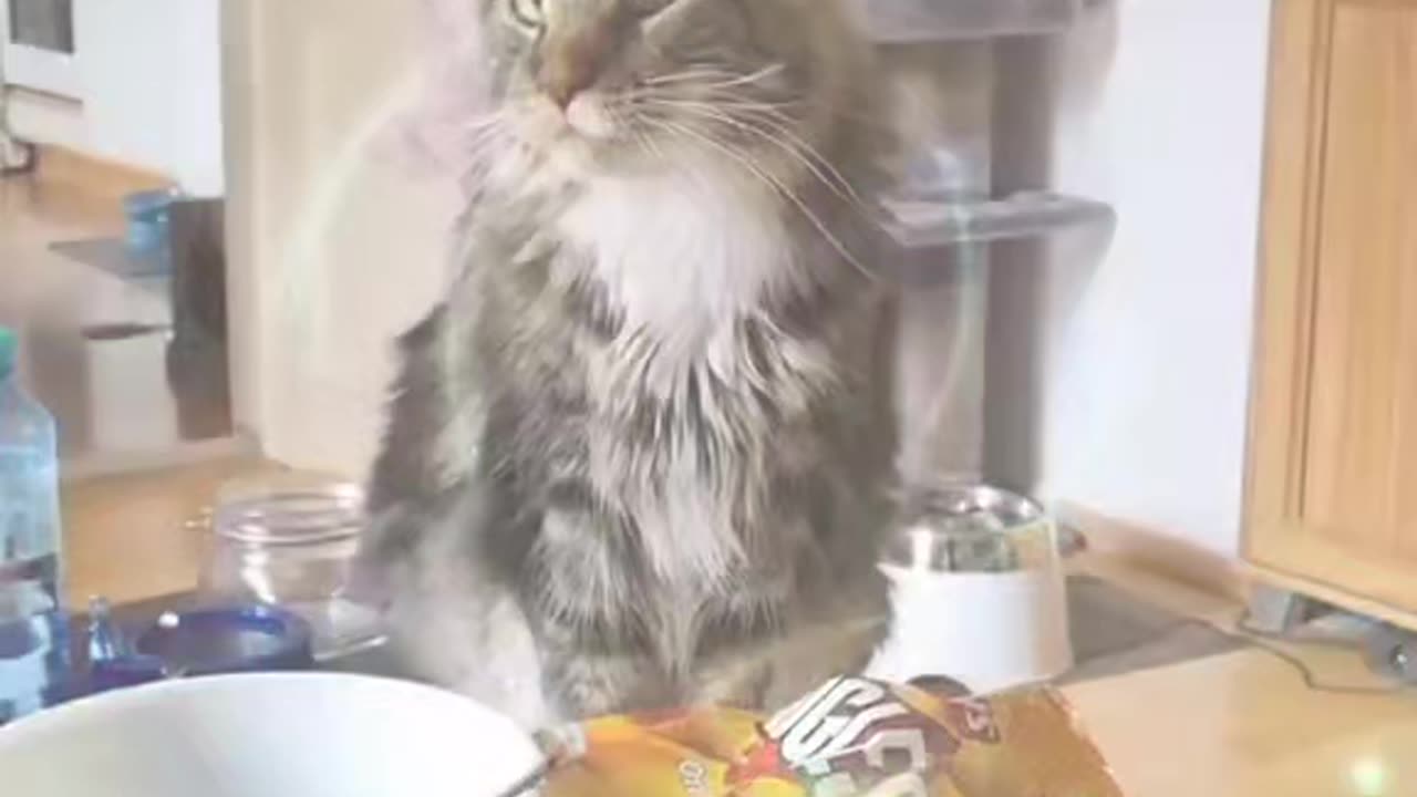 Just my cat