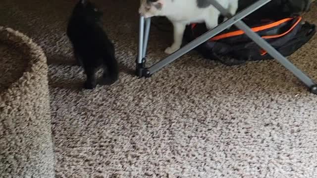 Lokie and Hank play