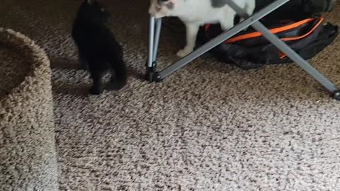 Lokie and Hank play