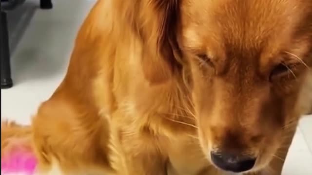 [Funny Collection] Season 12, which dog hasn't kissed yet?