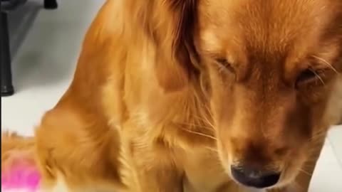 [Funny Collection] Season 12, which dog hasn't kissed yet?