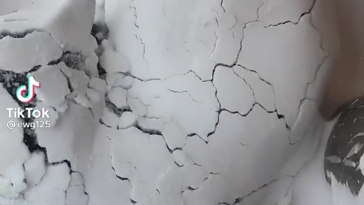 Funny cat