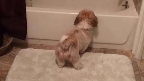 Puppy Knows How To Entertain Itself By A Unique Fetch Game