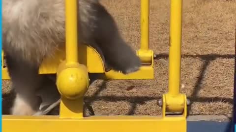 Heartwarming Malamute Clumsy Puppies