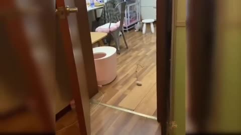 Best funny cat video 😂 For cat lovers