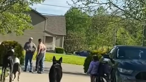 Dogs are willing to do anything to protect this little girl