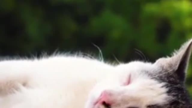 Cute cat
