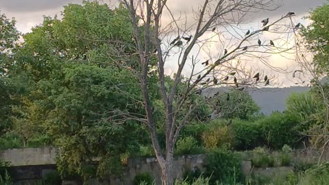 Birds on the nest - F-9 Park Islamabad