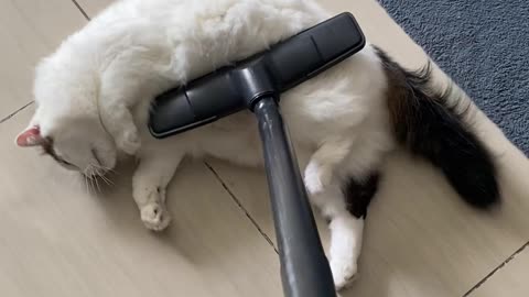 Cat Loves the Vacuum Cleaner