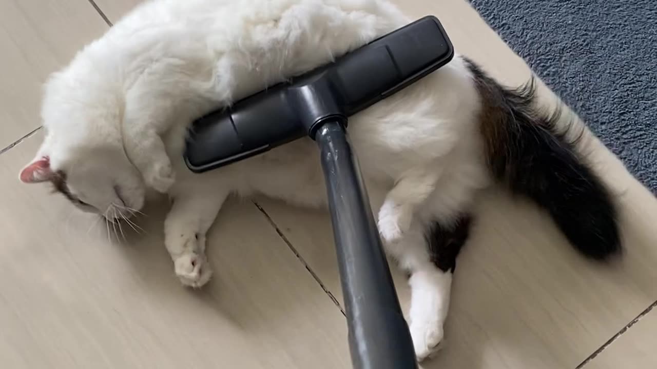 Cat Loves the Vacuum Cleaner