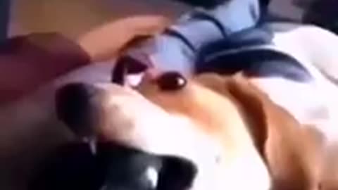 Funny animal video 2024