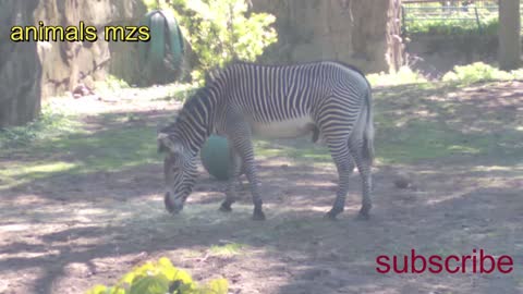 zebra