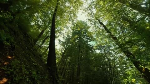 Beautiful green Forest / Nature Clips / Big Tree in the forest