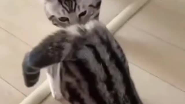 these animals caught in 4k πΈπ