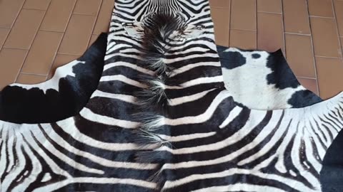 Zebra's and Nguni skins Rugs Hides