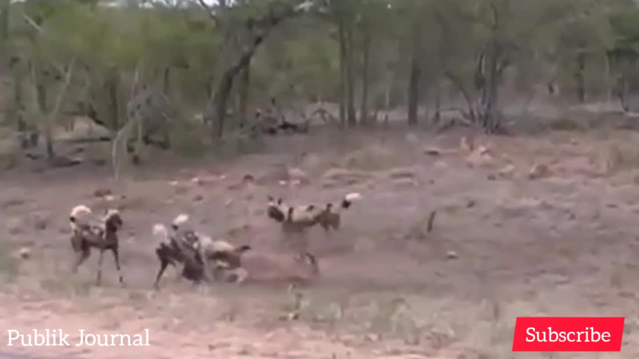 a group of hyenas attacking a deer