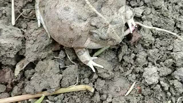 Frog