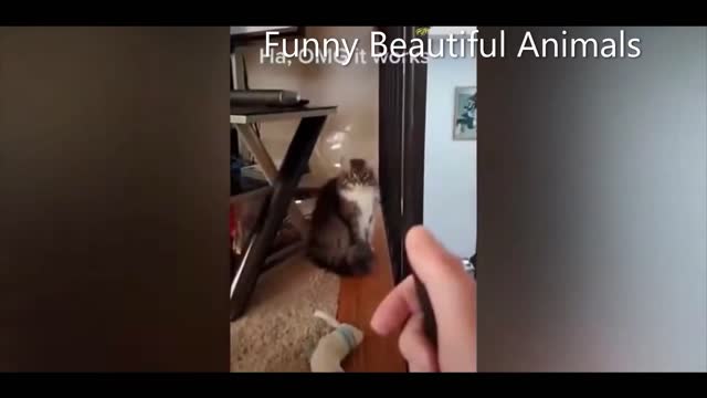 OMG Super Cute And Best Funny Cats Compilation ! Funny Beautiful Animals