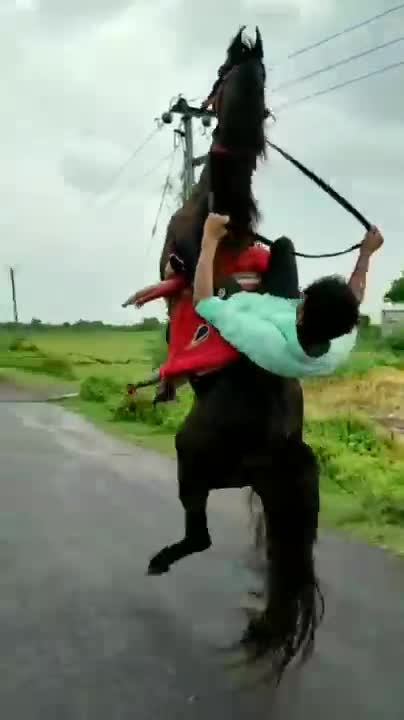 Horse SOO Cute! Cute And funny horse Videos Compilation cute moment #21