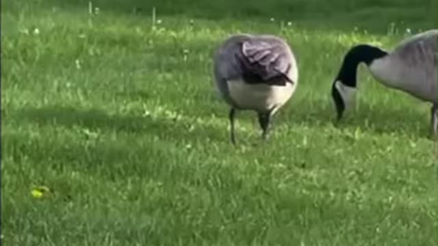 Geese selfie