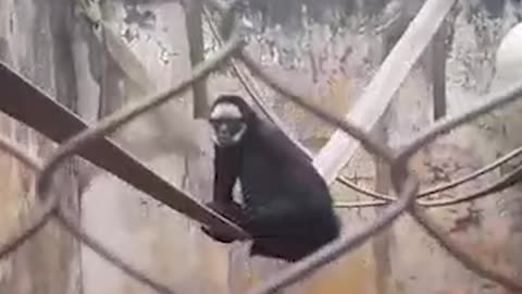 Cute Black Monkey