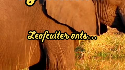 Animal Facts Leafcutter Ant Agriculture #shorts