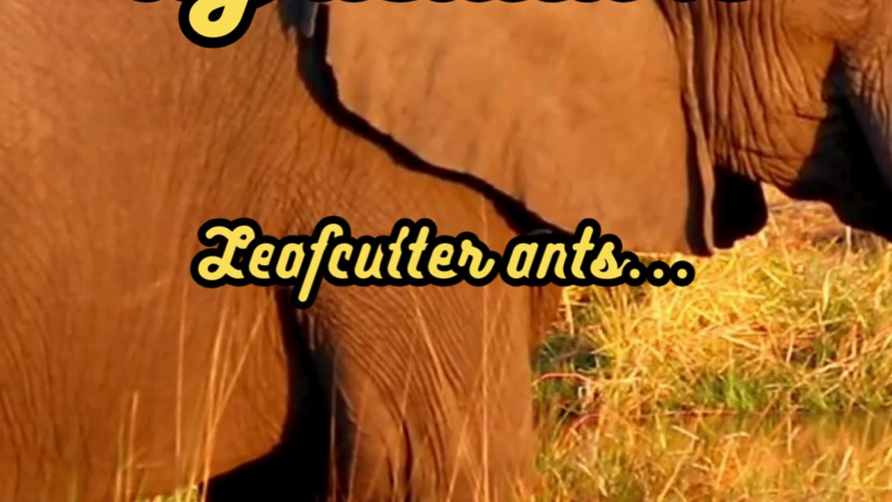 Animal Facts Leafcutter Ant Agriculture #shorts