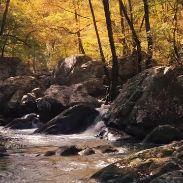 A Rocky River in the Forest