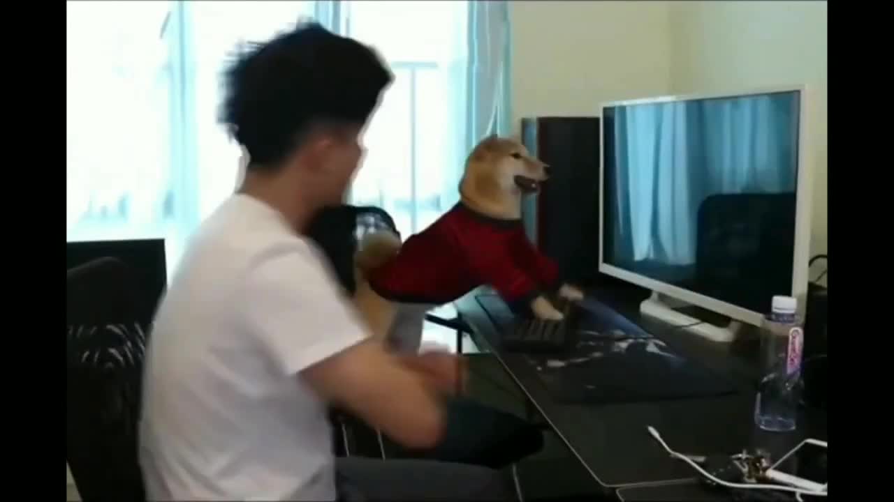 You don't believe, Dog play computer fighting video game like a pro gamer..