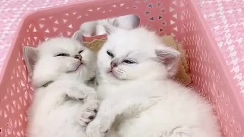 Babies cat video