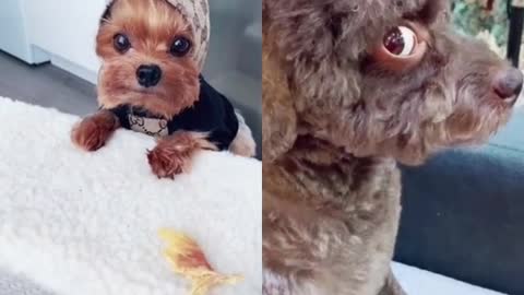 Don'look at the treat challange.