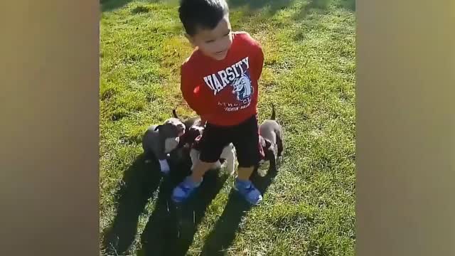 Boy and attacked by dogs