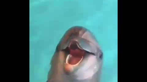 dolphin smile ❦