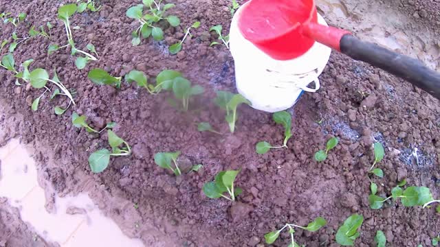 It’s a bit drizzle today, I’m growing vegetables, I didn’t see Xiaokang in 2020