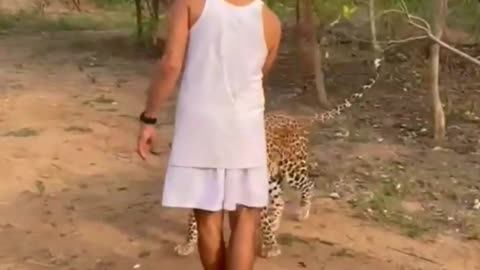 Morning Walk With Cheetah