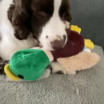 Springer Spaniel & His New Stuffed Duck Toy #springerspaniel #shortsviral #shortsvideo