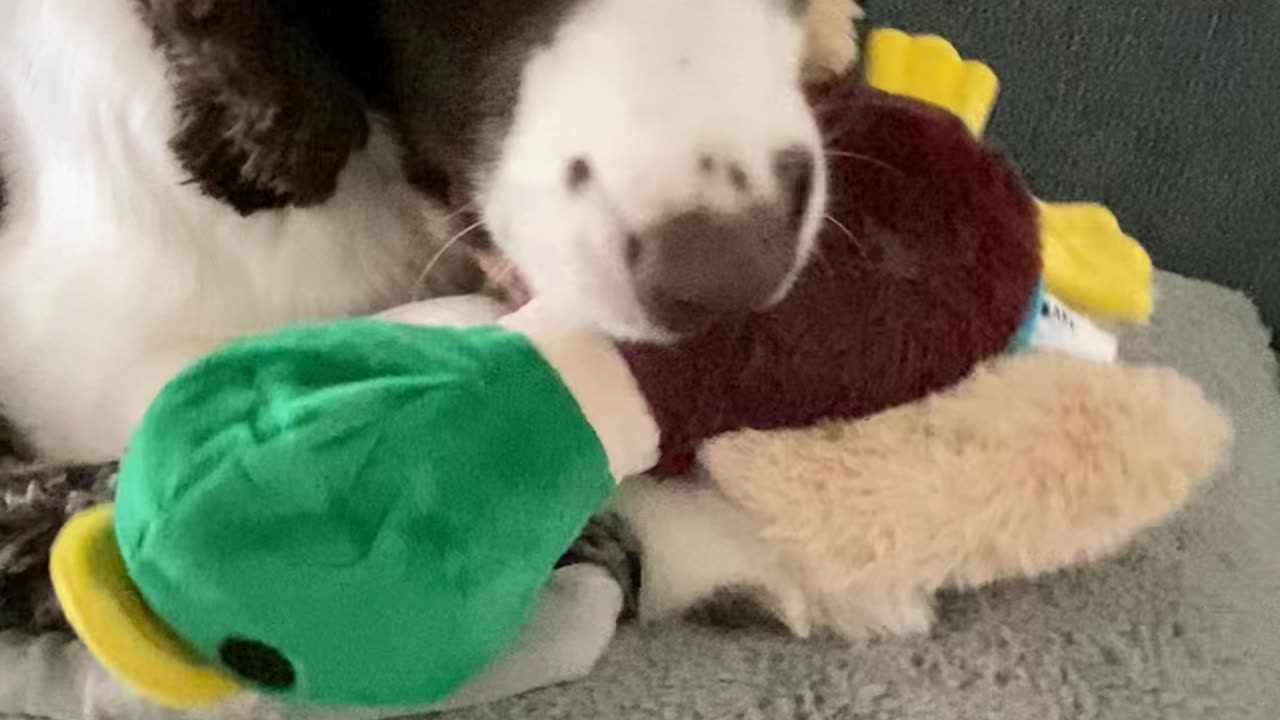 Springer Spaniel & His New Stuffed Duck Toy #springerspaniel #shortsviral #shortsvideo