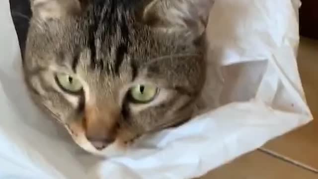 A cat sleep in the plastic