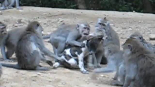 Monkeys play with dog