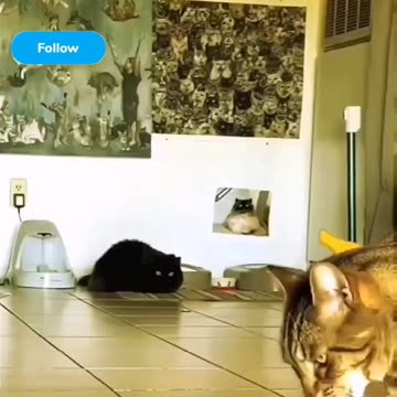 Fanny cat videos | kitty cat video | Cute cat videos | Pet Animal video | Kittycat |