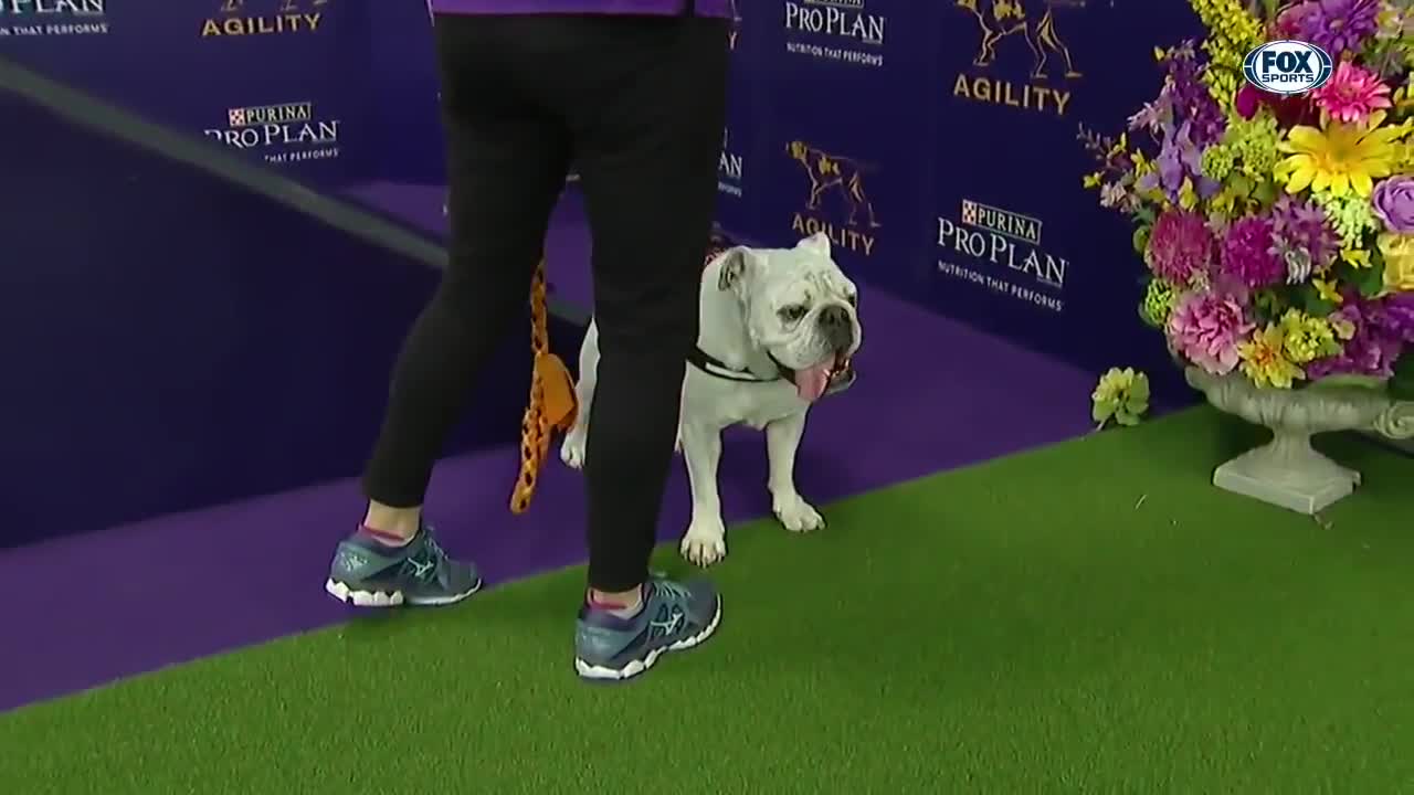 Watch Rudy the Bulldog crush the 2019 WKC Masters Agility course | FOX SPORTS Dressed Bulldog