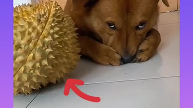 10_Cute and Funny Dog Videos Compilation_#short