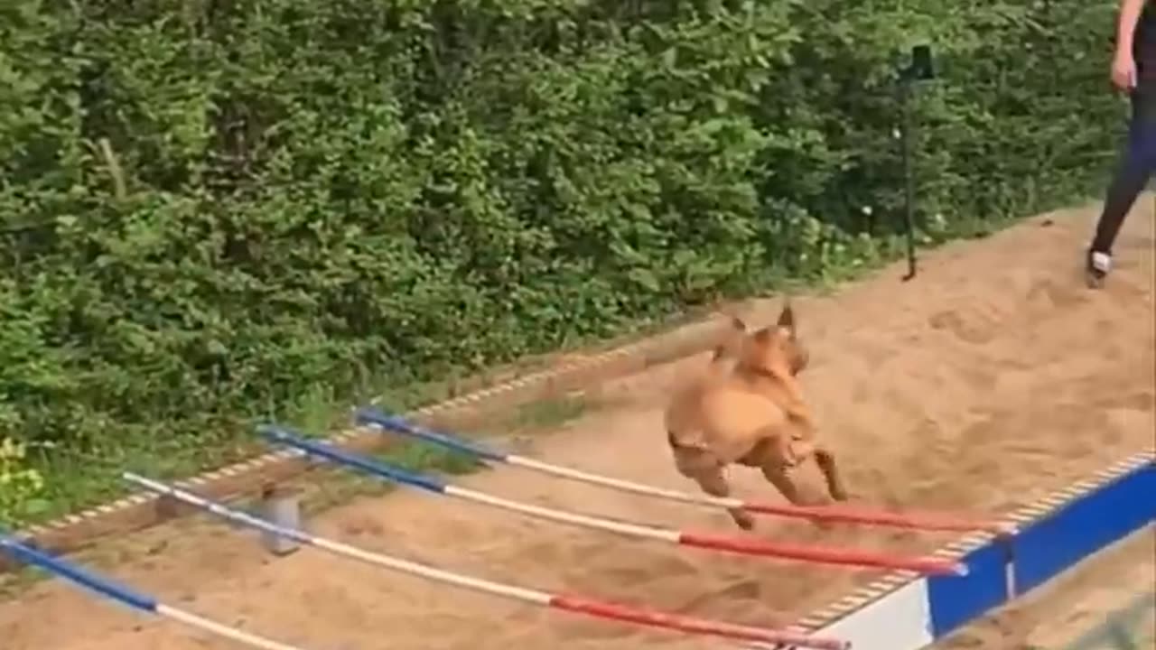 Dog long jump 😂