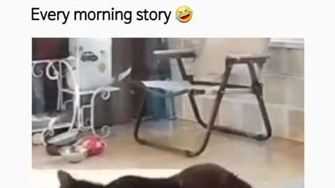 Dog every morning story