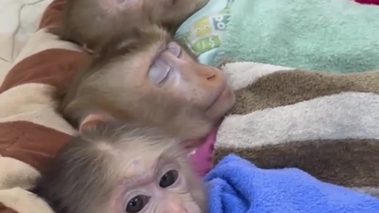Smart Monkey